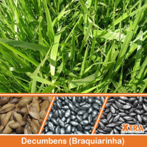 BRACHIARIA DECUMBENS cv. BASILISK – Revestida (embalagem 12kg)