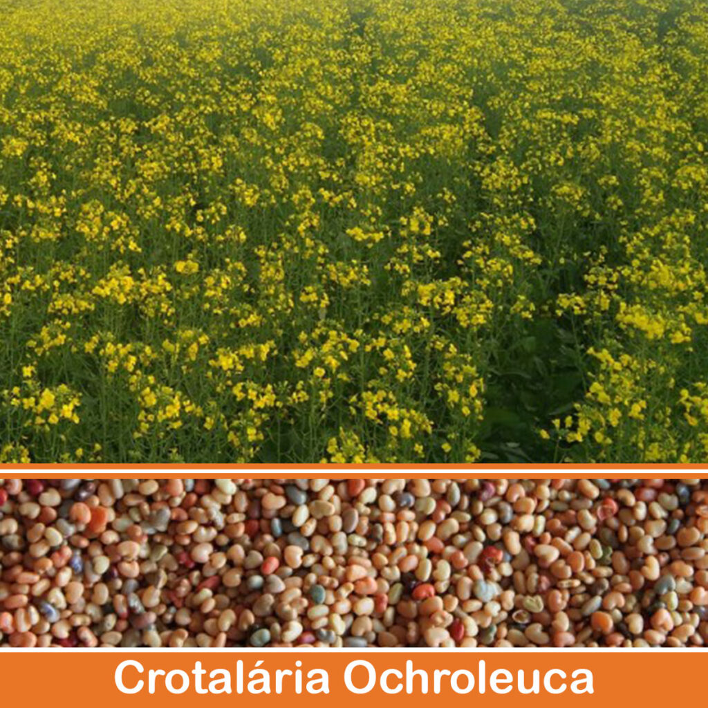 Crotalária-Ochroleuca
