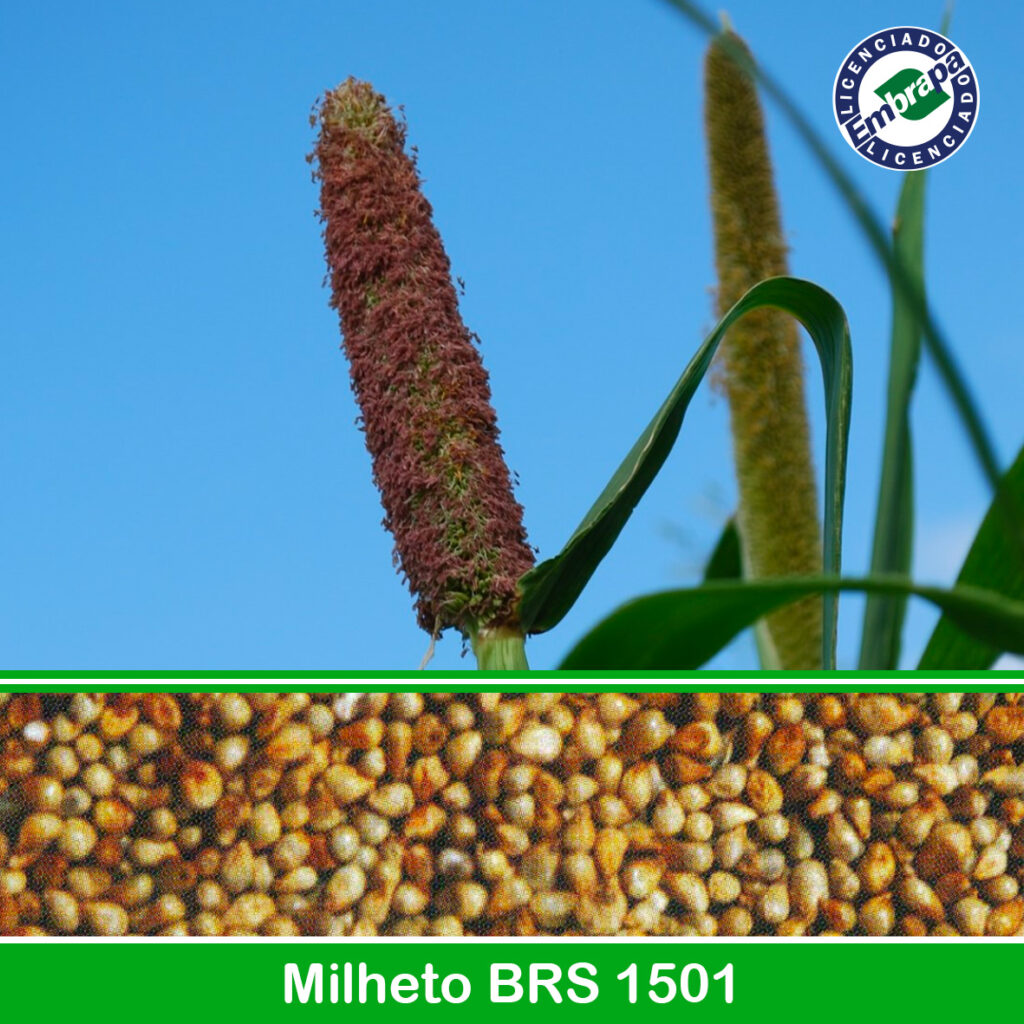 Milheto-brs-1501